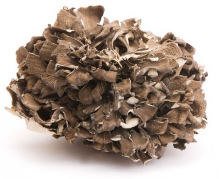 Maitake